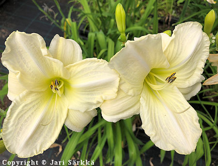 Hemerocallis Hybrida-Ryhm 'Ice Carnival', tarhapivnlilja